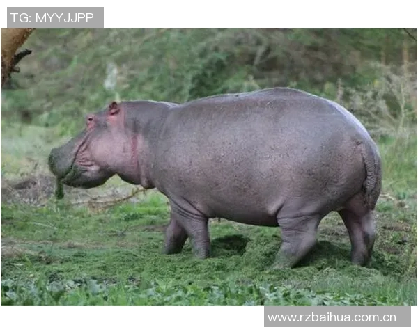 费尔明独特比喻展现队友风采特狮领袖卡萨多比特犬亚马尔最佳